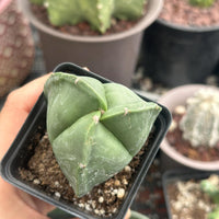 a person holding a potted plant in their hand