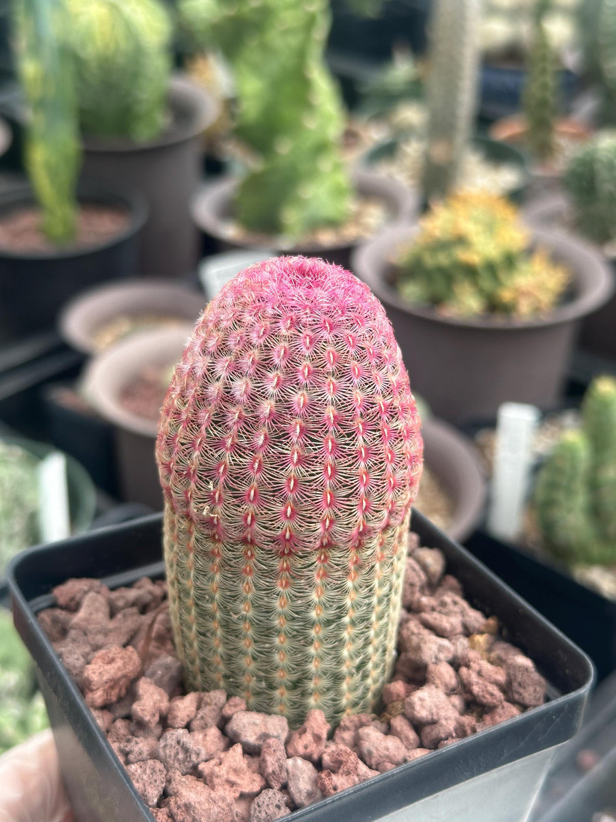 Rare Cactus - Echinocereus Rigidissimus 'Rainbow Cactus' Seed Grown (Single Stem)