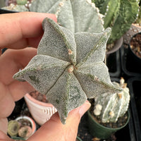 Astrophytum Myriostigma, Live Plant Rare Cactus, Great for Beginners, 2 Inches, Starter Plant