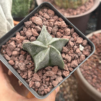 a person holding a small potted plant in their hand