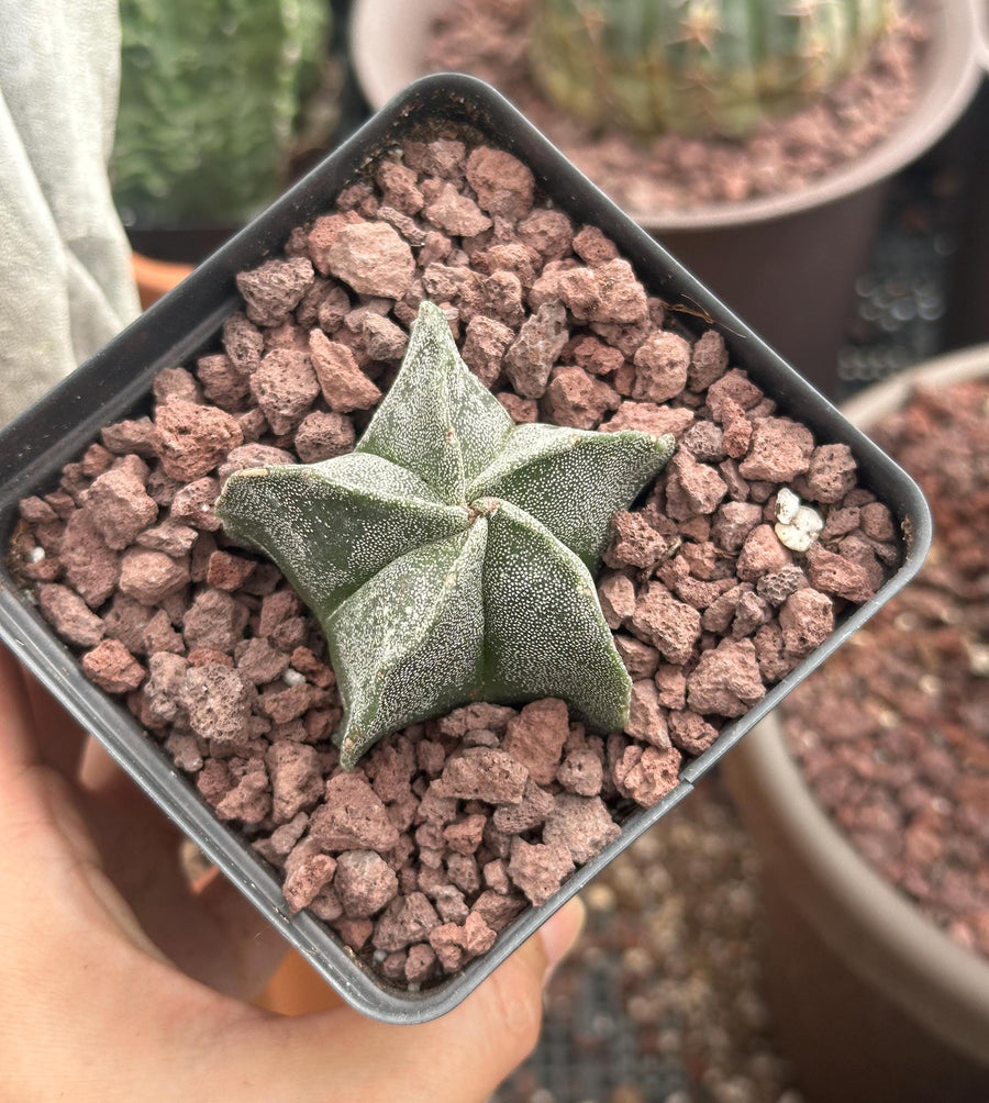 a person holding a small potted plant in their hand