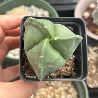 a person holding up a small plant in a pot