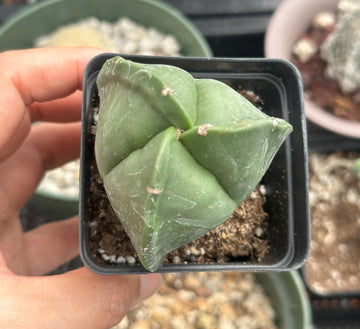 a person holding up a small plant in a pot