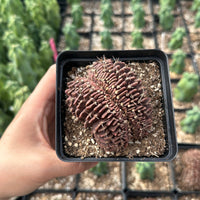 Rare Cactus - Gymnocalycium Mihanovichii Crested (3”)