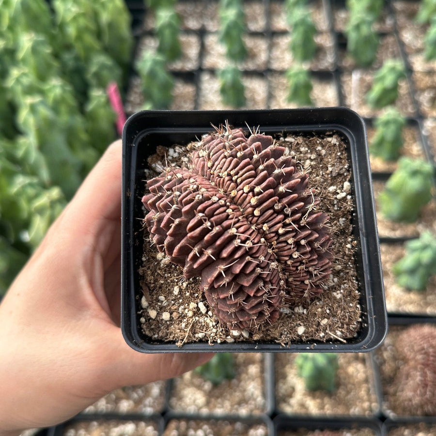 Rare Cactus - Gymnocalycium Mihanovichii Crested (3”)