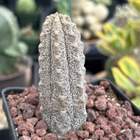 Rare Euphorbia - Euphorbia Abdelkuri grey (3.5” pot)