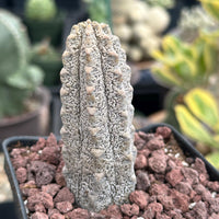 Rare Euphorbia - Euphorbia Abdelkuri grey small (3.5” pot)