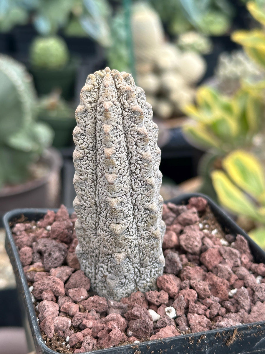 Rare Euphorbia - Euphorbia Abdelkuri grey small (3.5” pot)