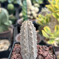 Rare Euphorbia - Euphorbia Abdelkuri grey (3.5” pot)