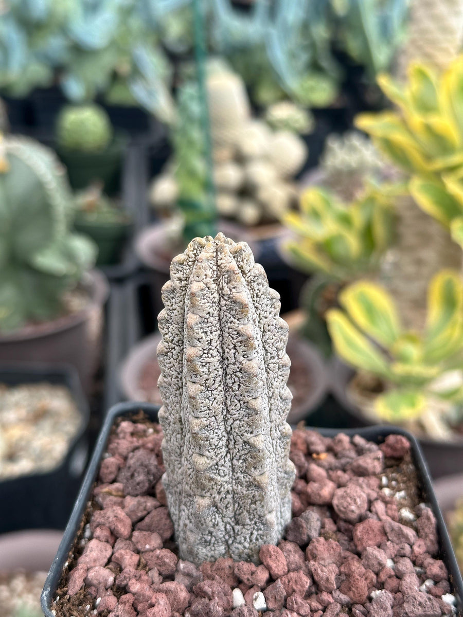 Rare Euphorbia - Euphorbia Abdelkuri grey small (3.5” pot)