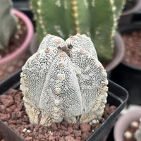 Rare Cactus - Astrophytum Onzuka (1)