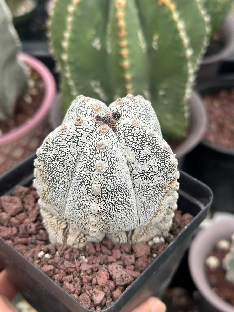 Rare Cactus - Astrophytum Onzuka (1)