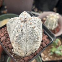 Rare Cactus - Astrophytum Onzuka (1)