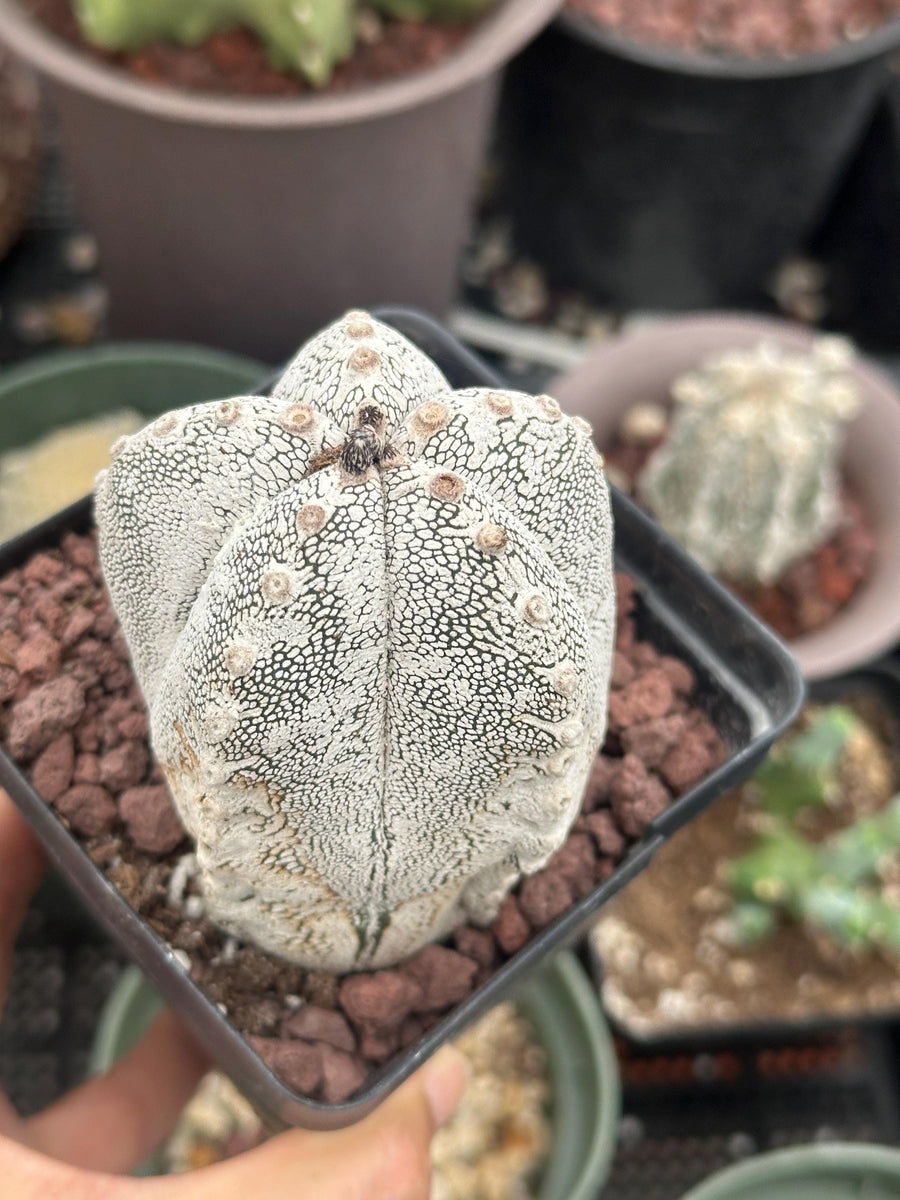 Rare Cactus - Astrophytum Onzuka (1)