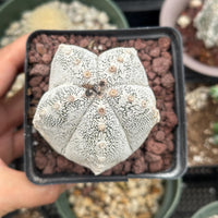 Rare Cactus - Astrophytum Onzuka (1)