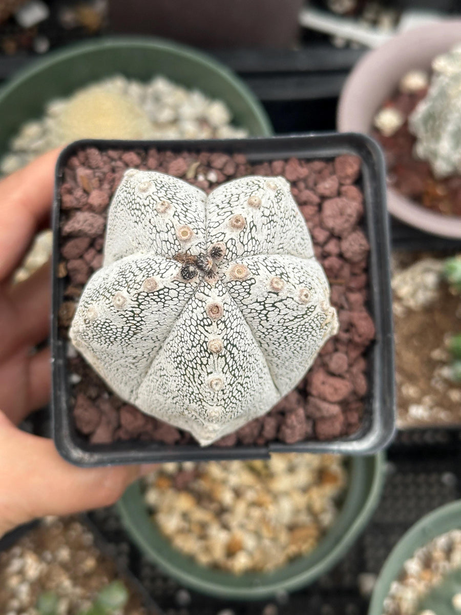 Rare Cactus - Astrophytum Onzuka (1)