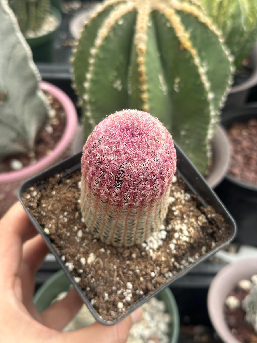 Rainbow Cactus, Echinocereus Rigidissimus, Single Rare Starter Plant