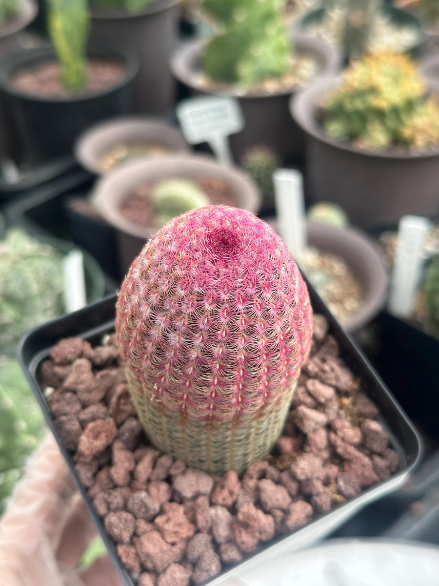 a person holding a plant in their hand