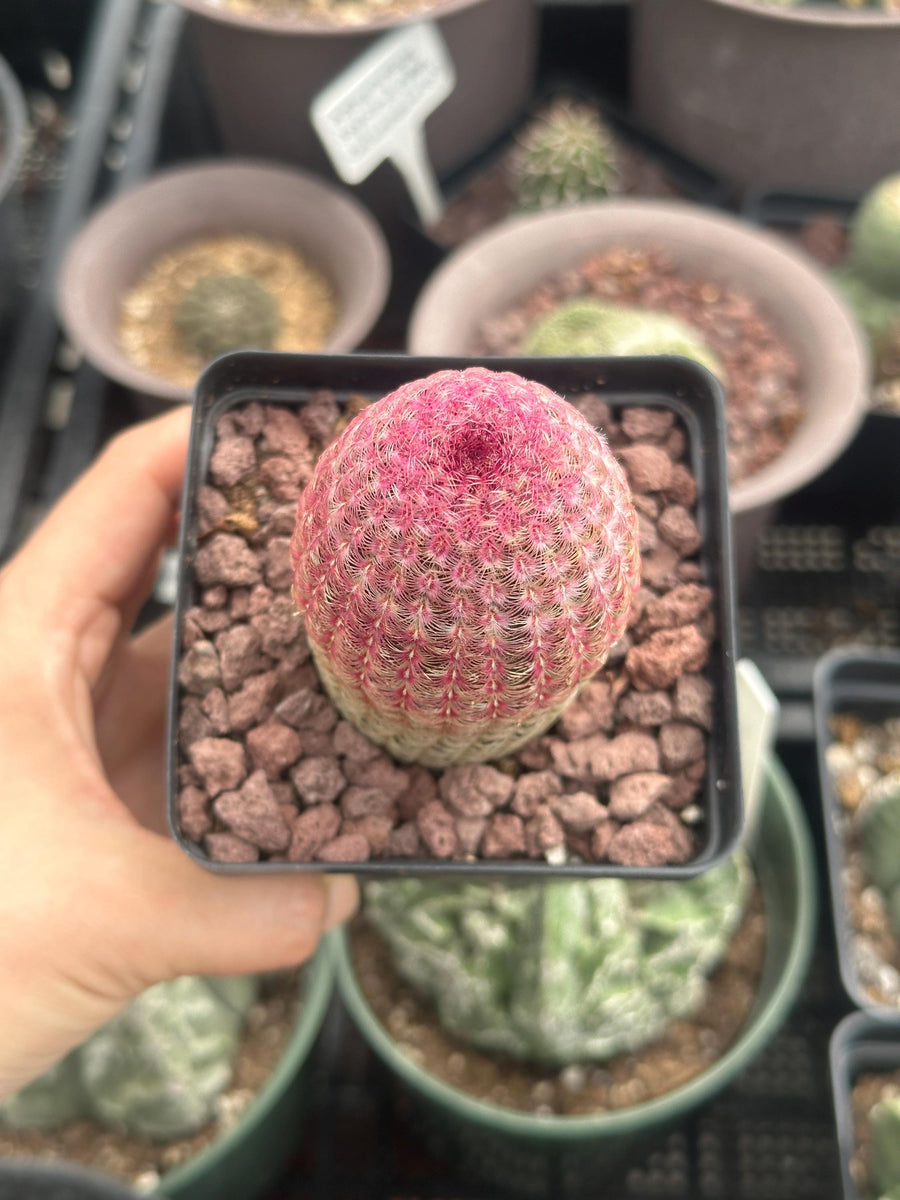 a person holding a small potted plant in their hand