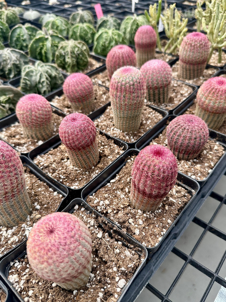 Rainbow Cactus, Echinocereus Rigidissimus, Single Rare Starter Plant