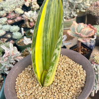 Rare Succulents - Sansevieria masoniana whale fin variegated (8”-10”)