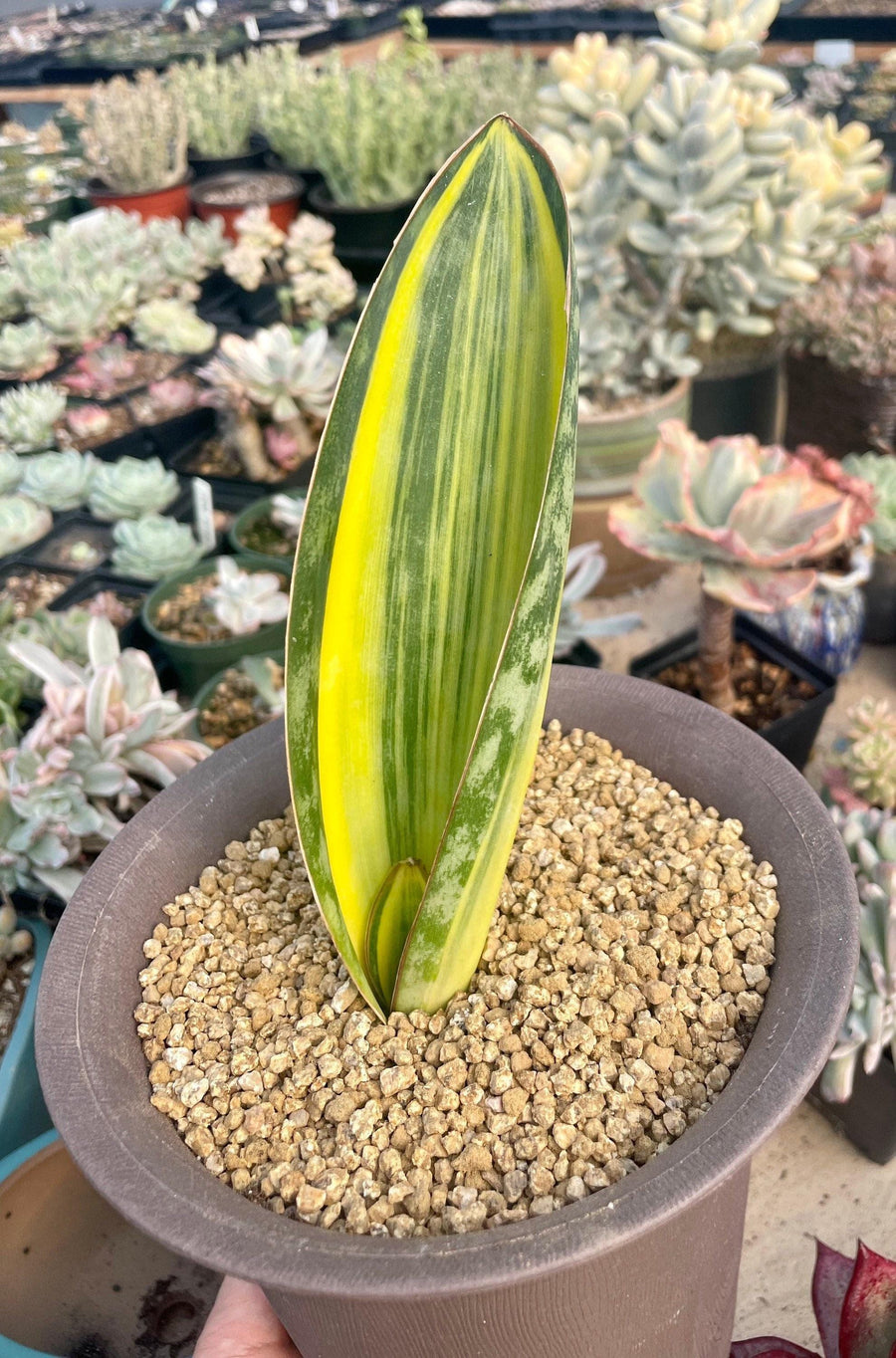 Rare Succulents - Sansevieria masoniana whale fin variegated (8”-10”)