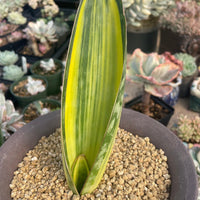 Rare Succulents - Sansevieria masoniana whale fin variegated (8”-10”)