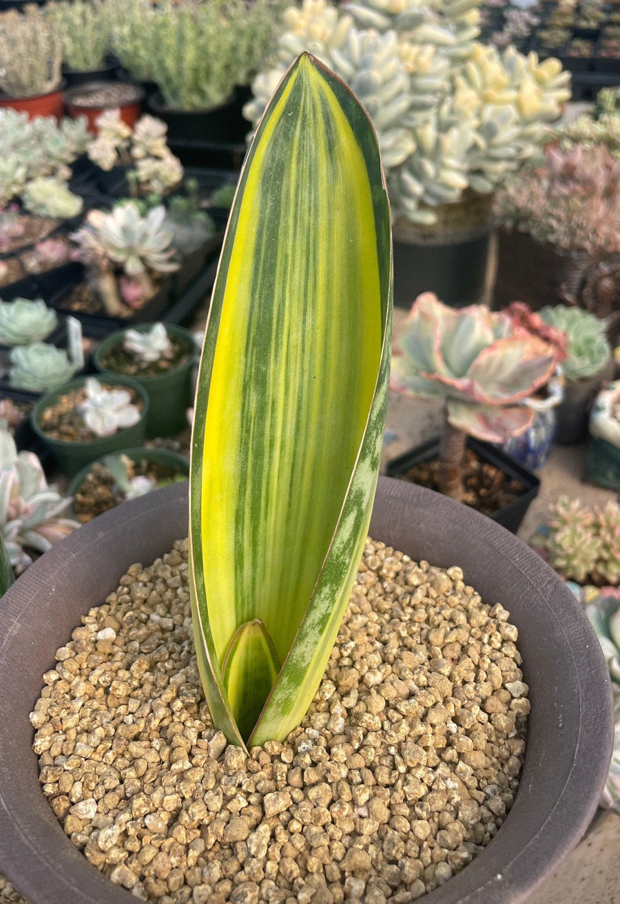 Rare Succulents - Sansevieria masoniana whale fin variegated (8”-10”)