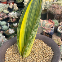 Rare Succulents - Sansevieria masoniana whale fin variegated (8”-10”)