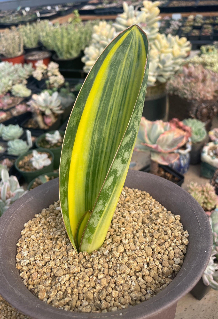 Rare Succulents - Sansevieria masoniana whale fin variegated (8”-10”)