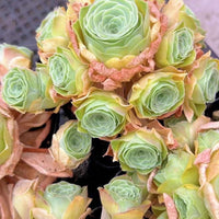 Rare Aeonium Greenovia Moonlight Cluster - Succulent Plant for Home Decor Gifts and Gardens