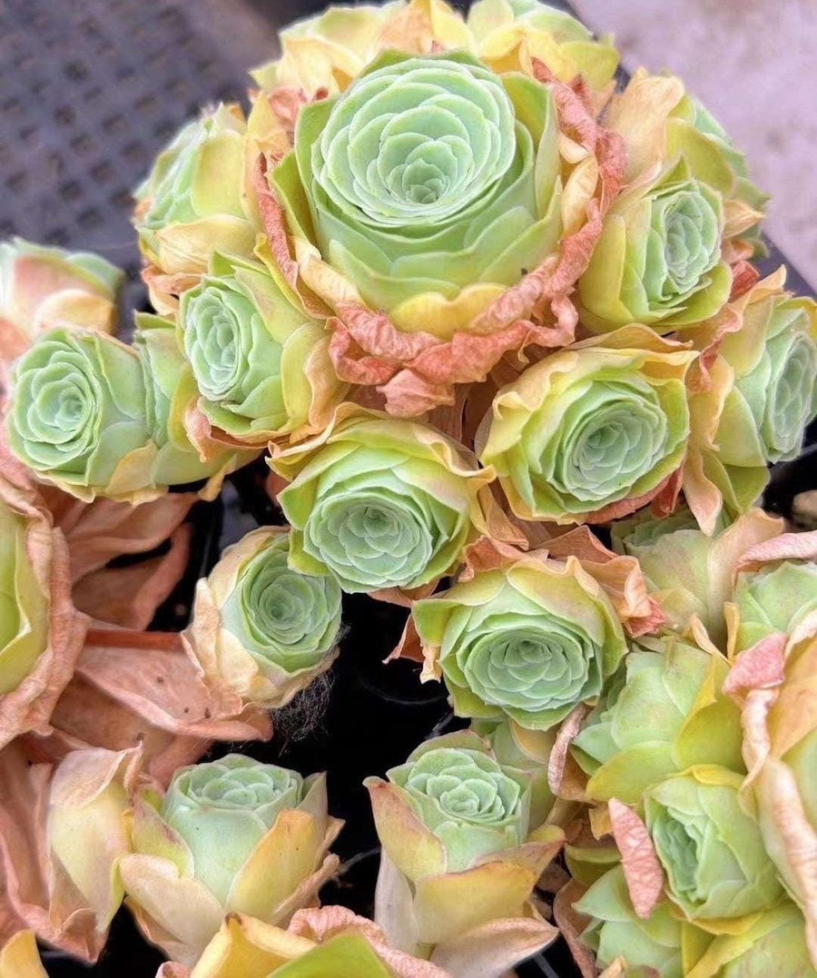 Rare Aeonium Greenovia Moonlight Cluster - Succulent Plant for Home Decor Gifts and Gardens