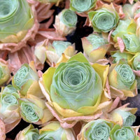 Rare Aeonium Greenovia Moonlight Cluster - Succulent Plant for Home Decor Gifts and Gardens