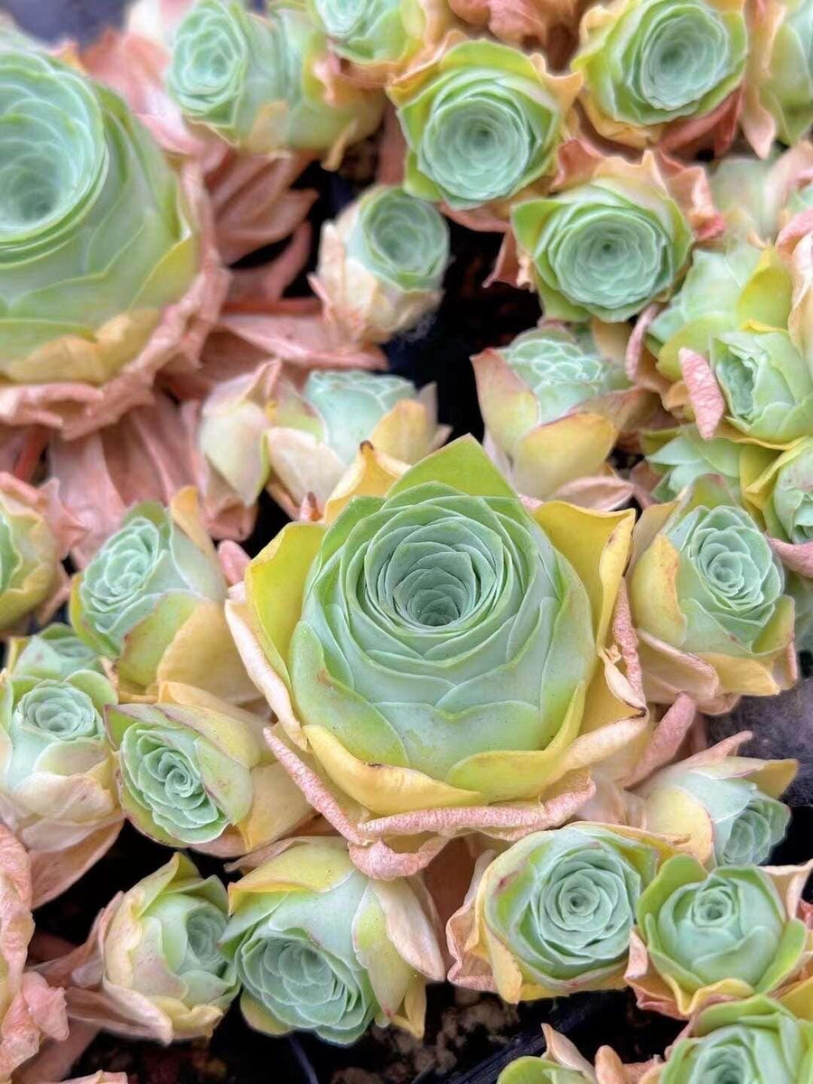 Rare Aeonium Greenovia Moonlight Cluster - Succulent Plant for Home Decor Gifts and Gardens