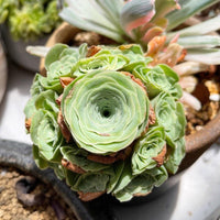 Rare Succulents - Aeonium Greenovia Moonlight Cluster