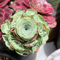 Rare Succulents - Aeonium Greenovia Moonlight Cluster