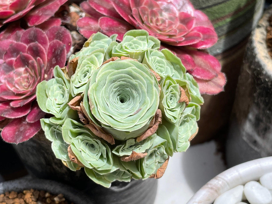 Rare Succulents - Aeonium Greenovia Moonlight Cluster