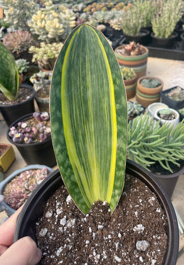 Rare Succulents - Sansevieria masoniana whale fin variegated (8”-10”)