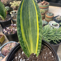 Rare Succulents - Sansevieria masoniana whale fin variegated (8”-10”)