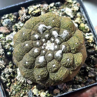 Rare Cactus - Copiapoa Hypogaea Lizard Skin/1pc