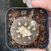 Rare Copiapoa Hypogaea Lizard Skin - Collectible Cactus Plant - 2 inch