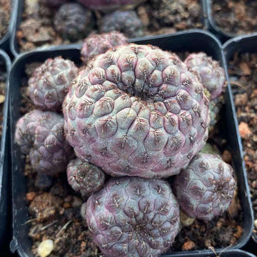 Rare Cactus - Sulcorebutia Rauschii Cluster (2.5”)