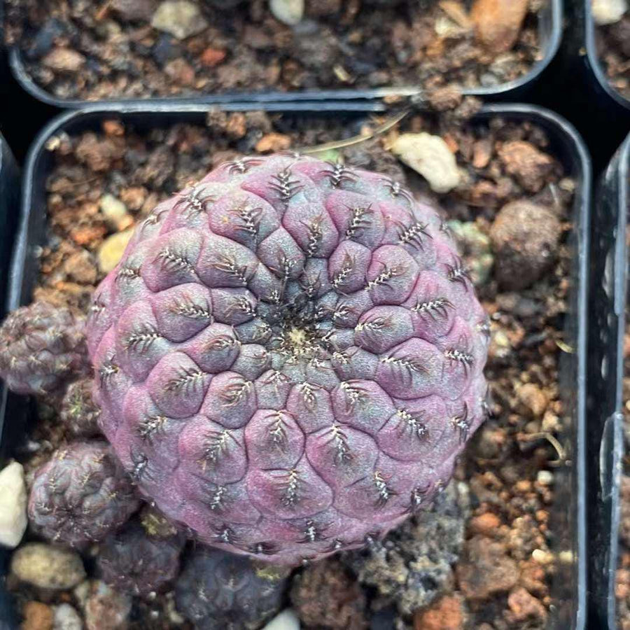 Rare Cactus - Sulcorebutia Rauschii Cluster (2.5”)