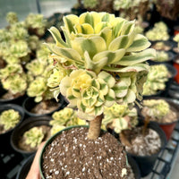 Rare Succulents - Aeonium Variegated Maybach Cluster Old Stem