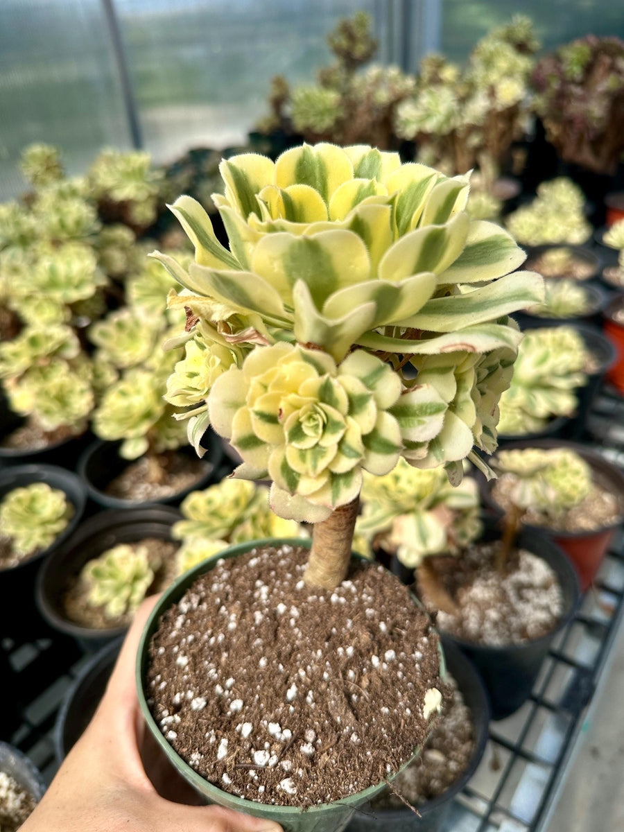 Rare Succulents - Aeonium Variegated Maybach Cluster Old Stem