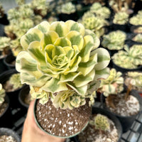 Rare Succulents - Aeonium Variegated Maybach Cluster Old Stem