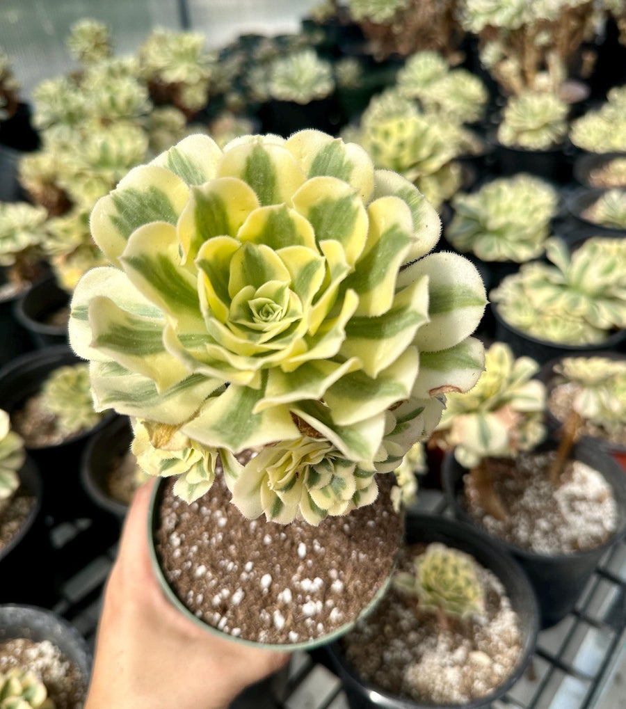 Rare Succulents - Aeonium Variegated Maybach Cluster Old Stem