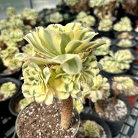 Rare Succulents - Aeonium Variegated Maybach Cluster Old Stem