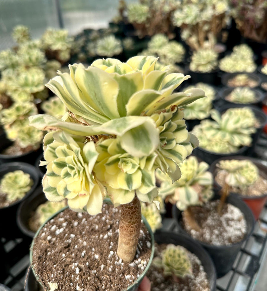 Rare Succulents - Aeonium Variegated Maybach Cluster Old Stem