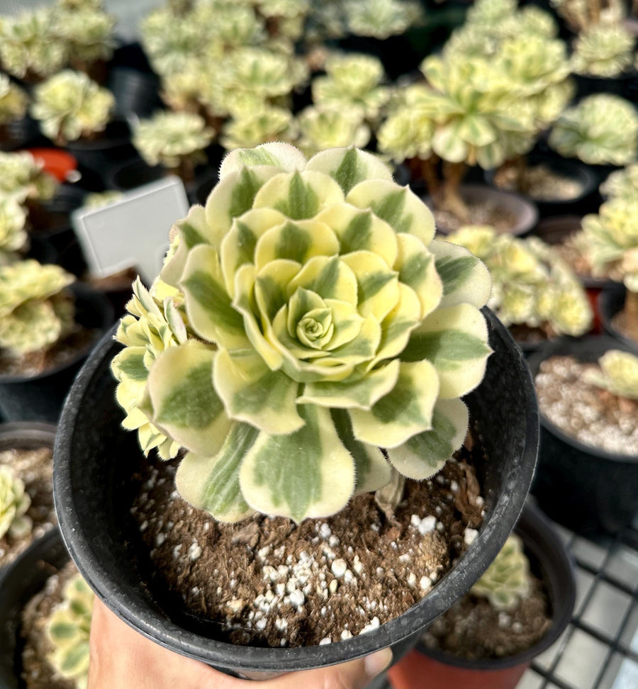 Rare Succulents - Aeonium Variegated Maybach Cluster Old Stem